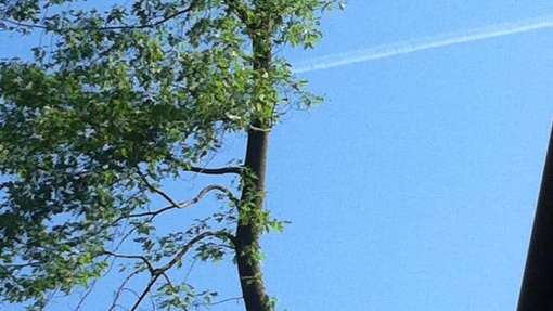 rooien van bomen in Laren